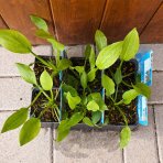 Žabník obyčajný (Alisma plantago-aquatica) - výška 10-20 cm, kont. P9